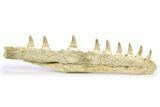 Mosasaur (Eremiasaurus?) Jaw with Nine Teeth - Morocco #260369-1